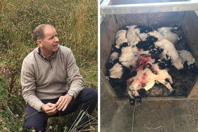 Police probe after SNP MSP raises case of 16 lambs killed by dog on Scottish farm