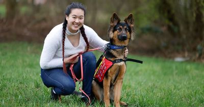 Heroic German Shepherd saves passed-out teenager from flat fire