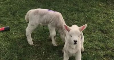 Farmer finds newborn lambs 'disembowelled' as 16 savaged to death in suspected dog attack