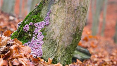 In a 1st, man catches 'silver leaf,' a tree fungus never before seen in humans