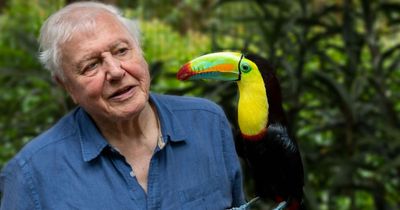 David Attenborough, 96, voted Britain's favourite TV presenter of all time