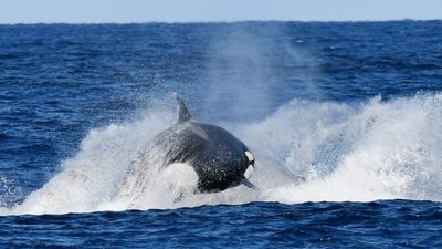 Whale watchers witness orca pod hunting blue whale off Bremer Bay