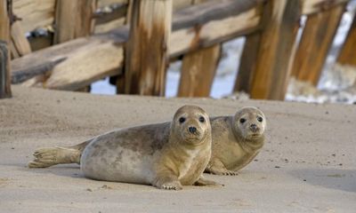 Specieswatch: Mystery over UK harbour seal deaths may soon be solved