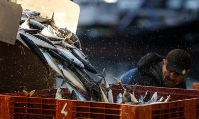 Eating mackerel no longer sustainable, Good Fish Guide advises