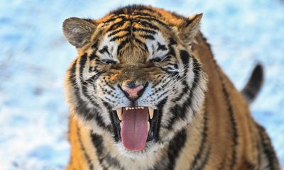 Majesty or steadiness: researchers identify two tiger personality traits