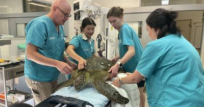 'I've never seen this': Lake Macquarie turtle saved from seven hooks