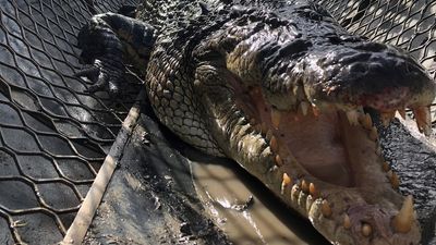 Crocodile bites man sleeping on Queensland beach as wildlife officers investigate
