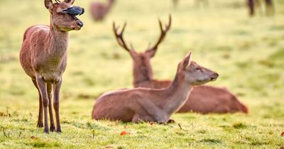First human case of of potentially deadly tick infection confirmed in Britain