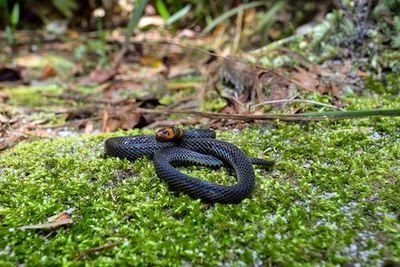 Watch: Researchers Catch Tiny Snake in the Act of Cartwheeling