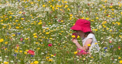 Six in 10 hay fever sufferers deal with severe symptoms from facial pain to earache