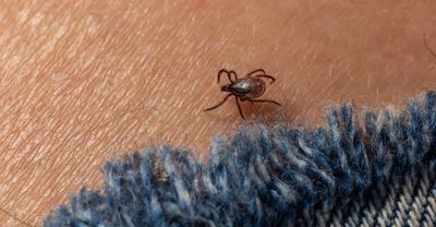 Warning as deadly tick-borne virus detected in several areas in England
