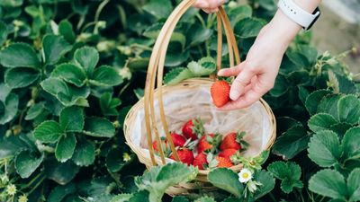 How to pick strawberries – follow these harvesting tips to ensure you don't damage the fruit or the plant