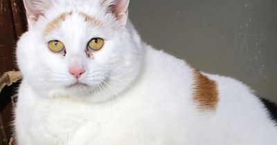 Cat so fat it struggled to walk is now looking for a new home after some serious dieting