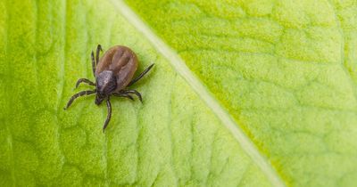 Potentially deadly tick-borne virus 'likely' to be in UK after first case detected