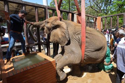 Foreign veterinarians save sick elephant at Pakistani zoo