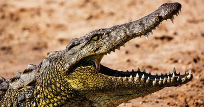 Man attacked by crocodile while sleeping on beach as creature grabs him by foot