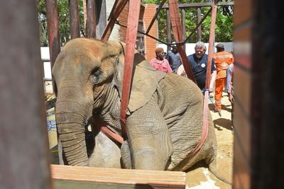 Ailing Pakistan elephant survives jumbo diagnosis