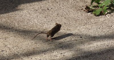 Crew of mice seen scurrying across Edinburgh park glasshouse floor