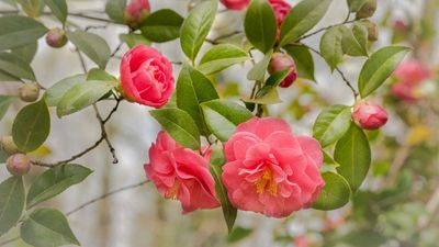 How and when to fertilize camellias – feed these flowering shrubs correctly with these expert tips
