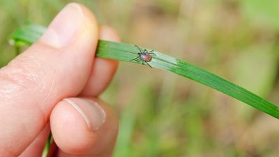 UK hikers warned to check for ticks after man contracts potentially deadly virus