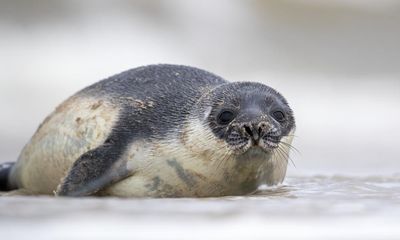 Rare hooded seal pup born in Netherlands moved away from humans