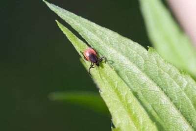 How to protect yourself from the new rare tick-borne disease