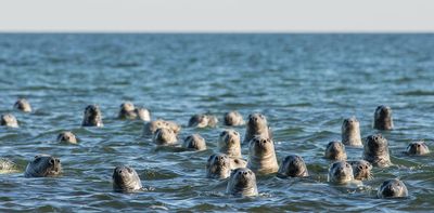 Grey seals are returning to UK waters -- but their situation remains precarious