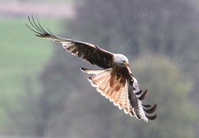 Pensioner who killed protected red kites and other birds due to be sentenced