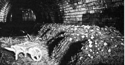 The oddball venture that saw abandoned Edinburgh tunnel filled with mushrooms