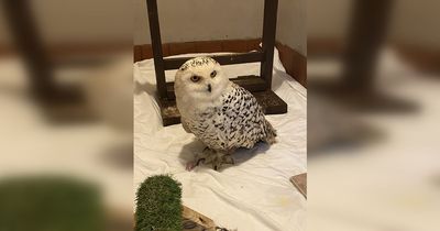 Snowy owl found flying free over Wirral