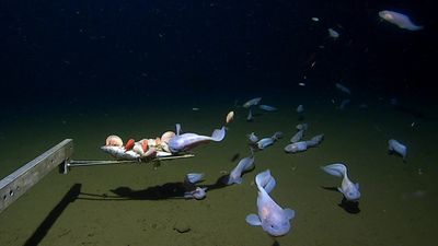 Deepest-dwelling fish ever seen is a ghostly snailfish spotted more than 27,000 feet beneath the ocean surface