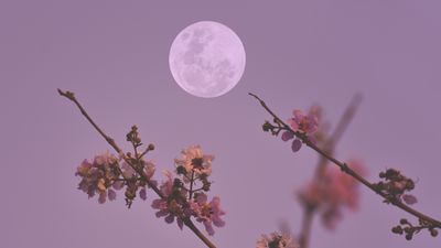 Pink Moon rises overnight tonight! Watch April's full moon live in a free webcast
