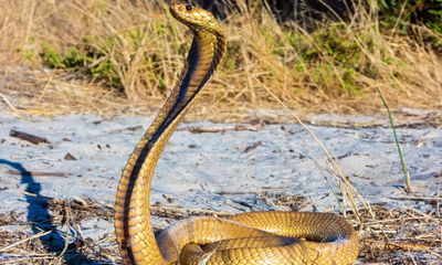 Snake on a plane forces South African pilot to make emergency landing