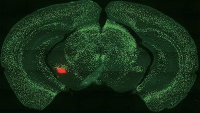 Novel Research on How Mice Perceive Pleasure Reveals a Promising Path to Treating Addiction