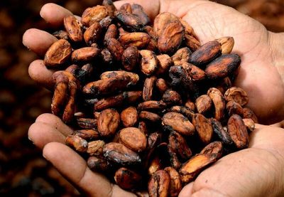 NY Cocoa Prices Fall Back on Dollar Strength