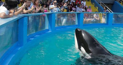 Risky operation to move killer whale Lolita trapped in captivity misery could take YEARS