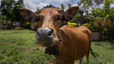 Australia remains confident of staying free from foot-and-mouth disease as Indonesia declares it endemic