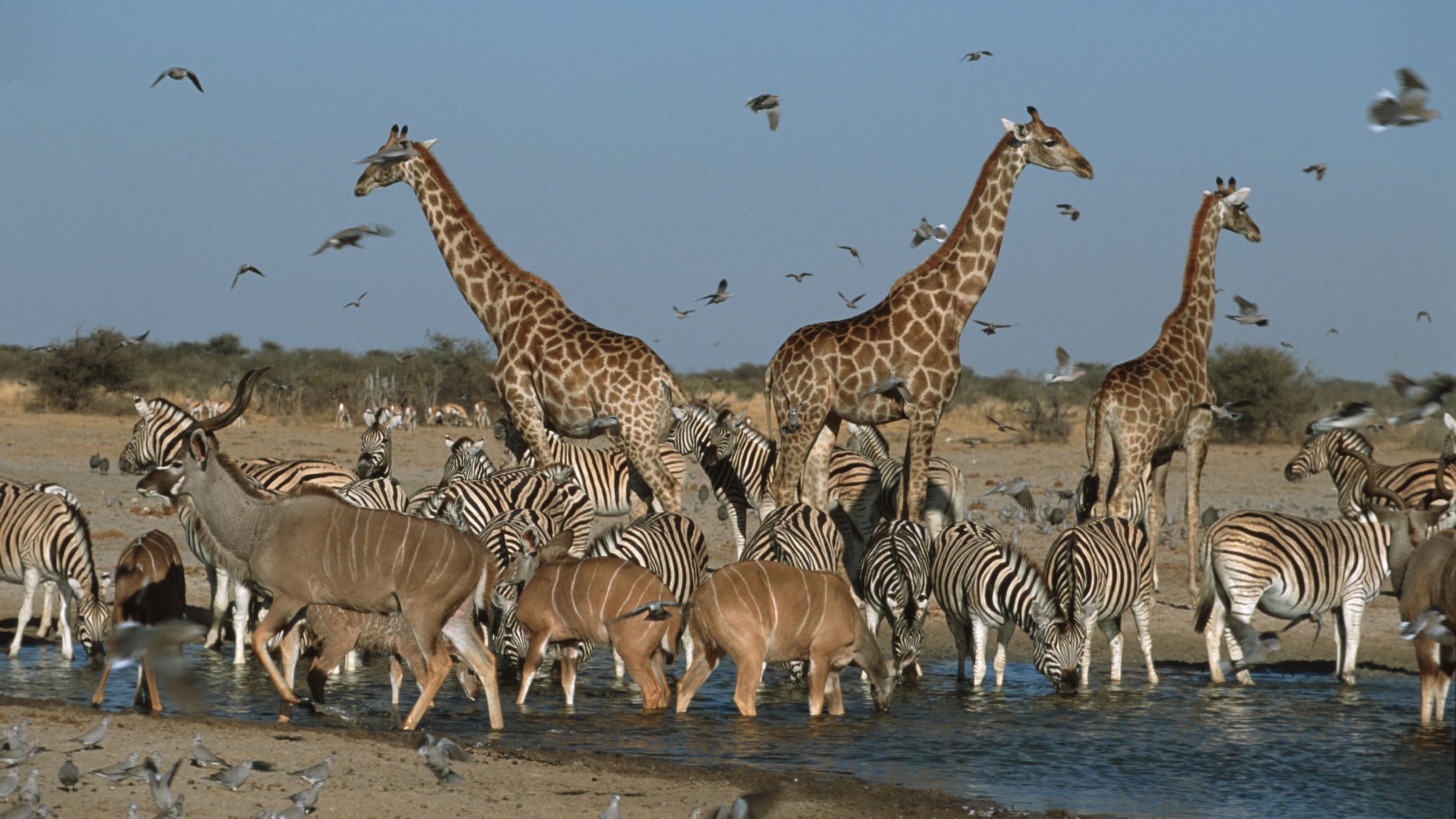The smallest and largest creatures make up most of…