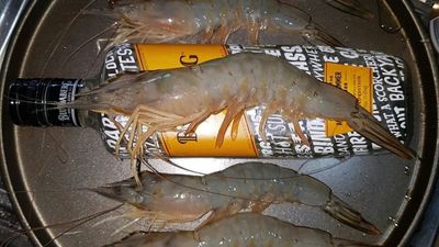 Prawn populations boom in Queensland, exciting recreational and commercial fisherman