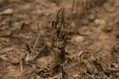 Historic drought adds to Argentina's economic woes