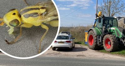 Disputed hedge at Yew Tree Farm 'saved' by discovery of new kind of grass fly