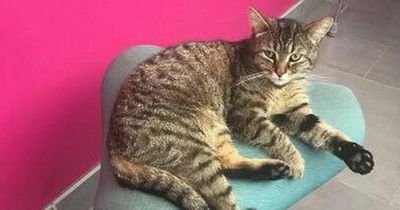 Fundraiser for statue of Kolo the Southmead Hospital cat after pet's death