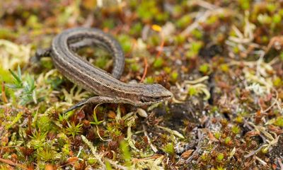 Country diary: The first lizard of the year