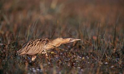 UK’s loudest bird finds its voice again after bumper breeding season