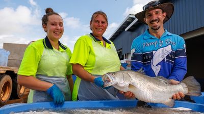 Barramundi farm breaks record ahead of Easter, but wild-caught industry struggling