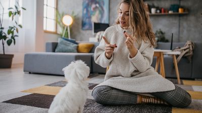 Trainer reveals the secret to a successful training session with your reactive dog — and it’s a game changer!