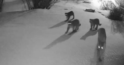 Chilling doorbell footage shows mountain lion pack prowling through family neighbourhood