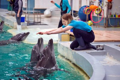 Ukrainian dolphins find new home in Romanian aquarium