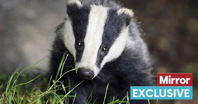 Badger cull death toll reaches 200,000 as wildlife experts warn of 'empty setts'