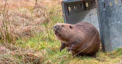 Beaver shot in face released back into wild near Doune after making recovery